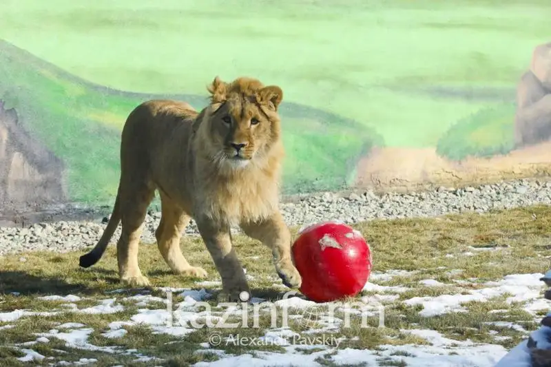 Алматы зообағында көшеден табылған Симба атты арыстанға жаңа баспана салынды  