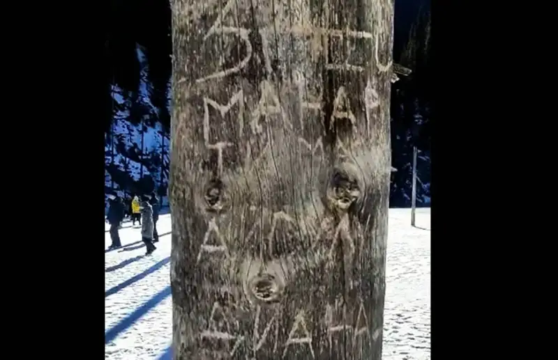 Туристер Қайыңды көліндегі шыршалардың діңіне сурет салған