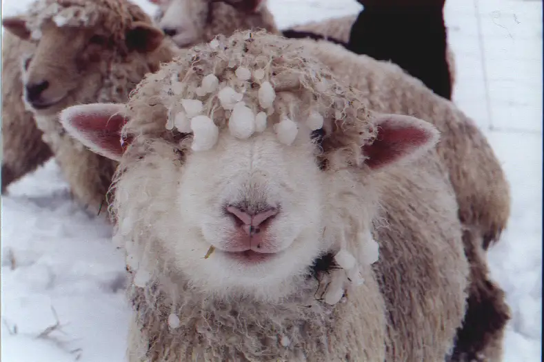 Барымташы 10 жылға сотталуы мүмкін