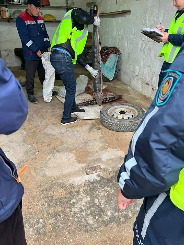 Маңғыстау тұрғынынан 50 келіге жуық бекіре балығы тәркіленді