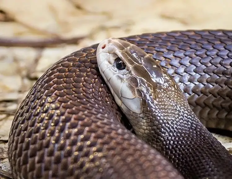 Ақтөбенің екі тұрғынын улы жылан шақты