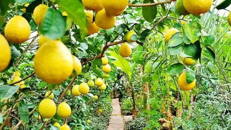 Түркістан облысында экзотикалық жеміс өнім беріп жатыр