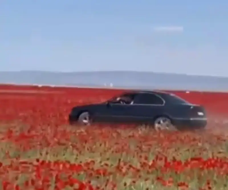 Желіде көкнәр алқабын көлікпен таптаған жүргізушінің видеосы тарады