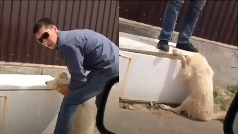 Кешірім сұрады: Итті тұншықтырған азаматқа қатысты іс тоқтатылды 