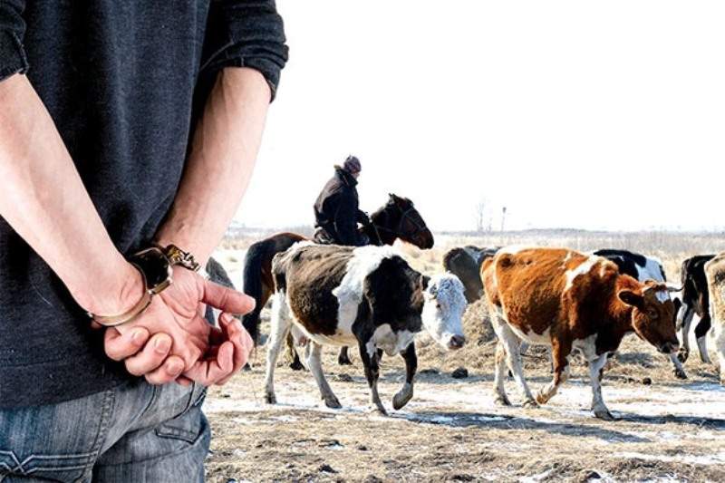 Мал ұрлағандар 12 жылға дейін бас бостандығынан айырылады
