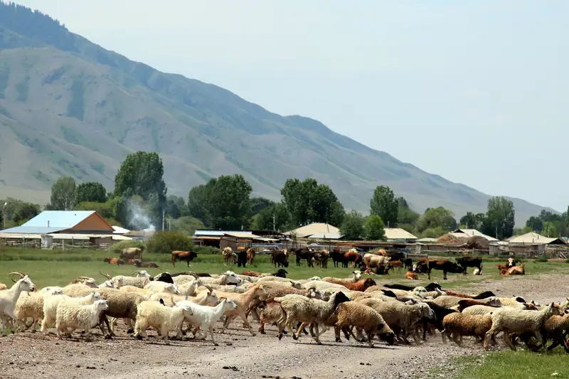 3 477 ауыл жаңғыртыла ма?