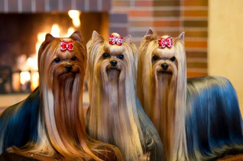 Иттердің көрмесіне қатыспақ болған Теміртау тұрғыны алданып қалды  