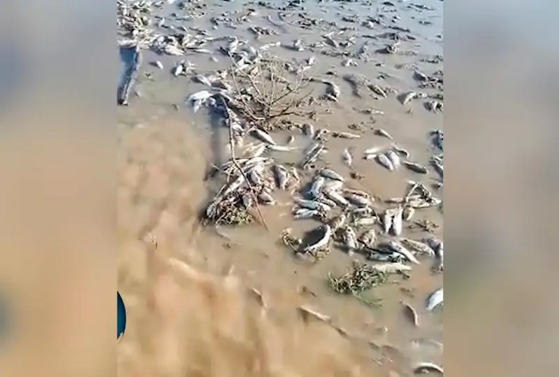Атырауда балық қырылды