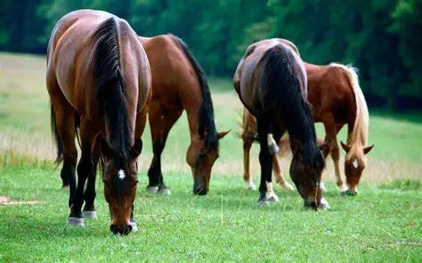 Жоғалып кеткен бір үйір жылқы иесіне қайтарылды 