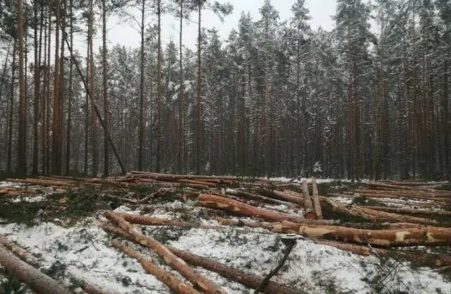 Павлодар облысында қарағайды заңсыз кескен азамат ұсталды