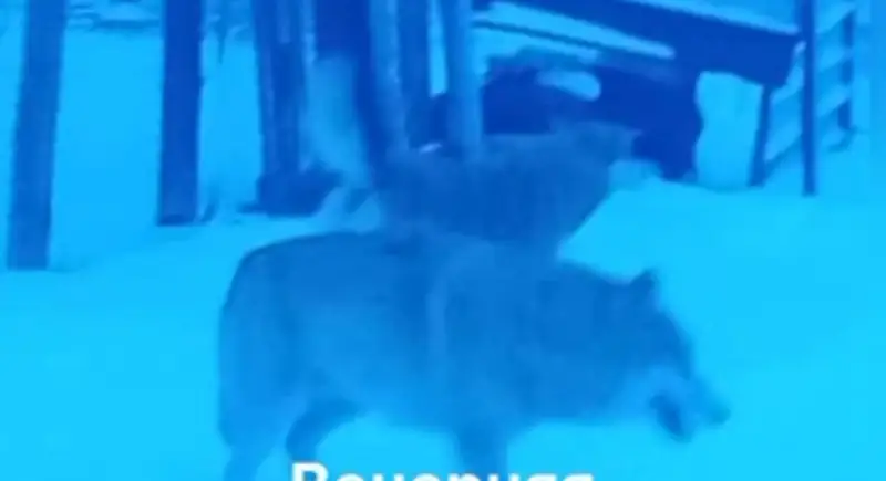 Қарағанды ​​облысында қасқыр адамдарға шабуыл жасады