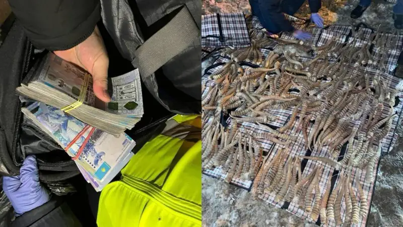Қостанай облысында шетелдік азаматтан құны 2 млрд теңге болатын ақбөкен мүйізі тәркіленді  