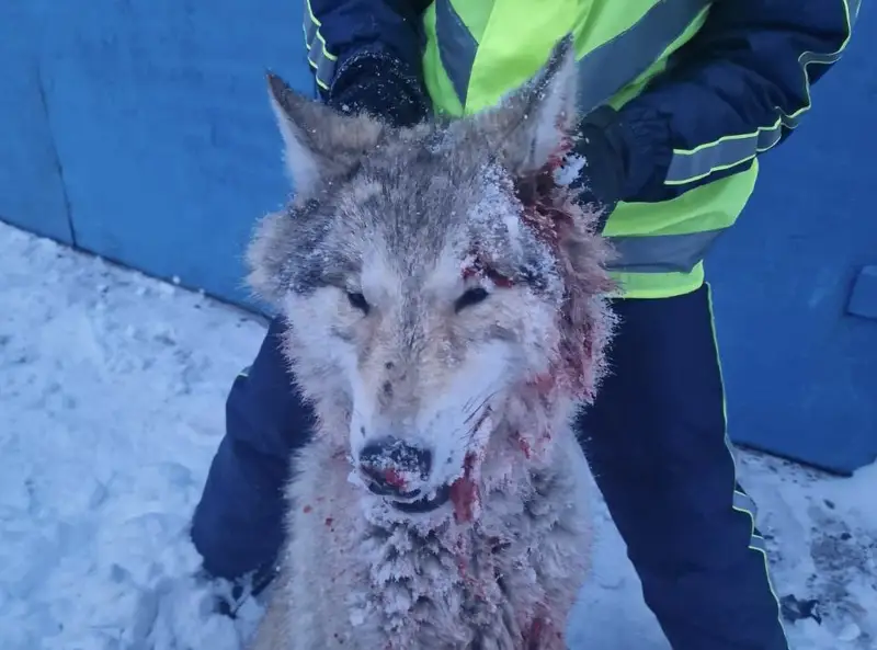 Қарағанды облысының Қарқаралы қаласында тұрғындарға шапқан қасқырдан құтырма ауруы анықталды