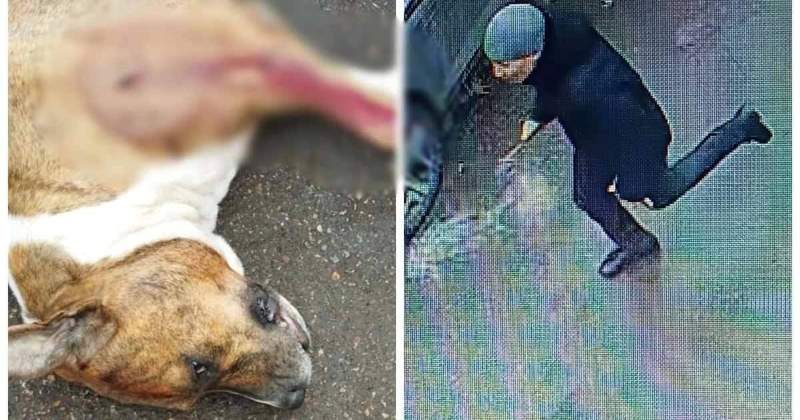 Алматыда ер адам иесін қорғамақ болған итке пышақ сұғып алды