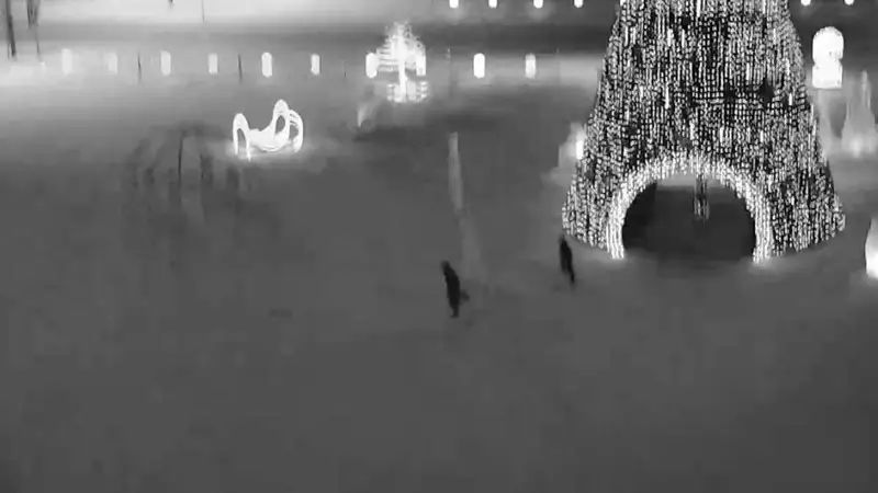 Көкшетаудағы шырша