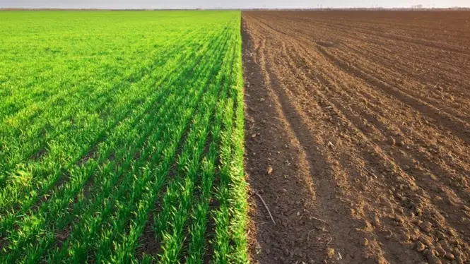 Жер учаскесі