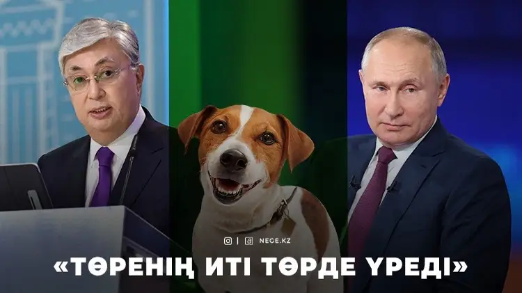 Майло атты ақылды ит