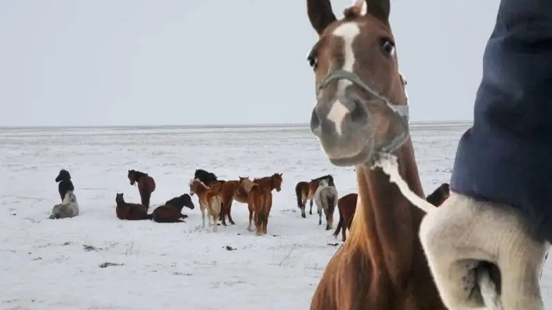 Жылқы, мал ұрлығы