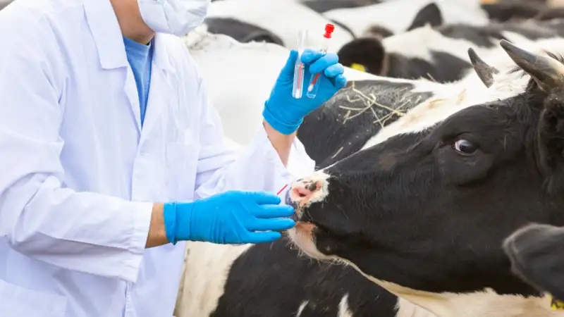 ветеринария