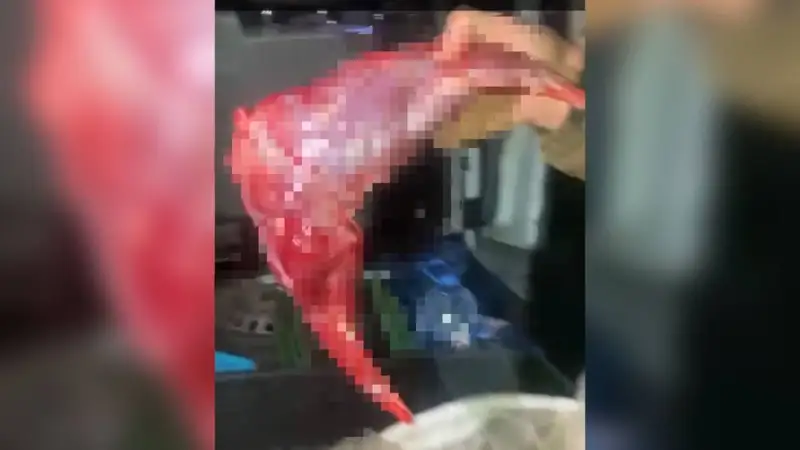 Қоян еті, браконьер