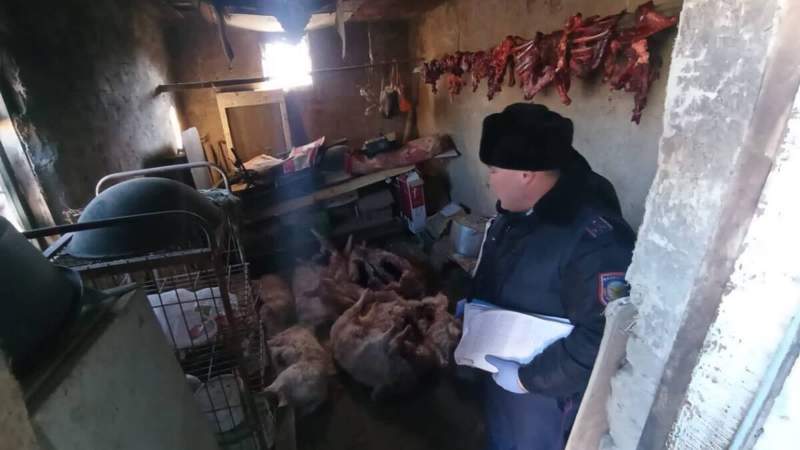 Киік ұшасы