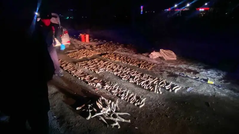 Киік мүйізі