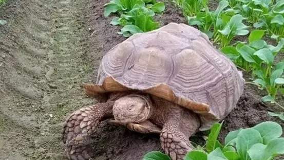 тас