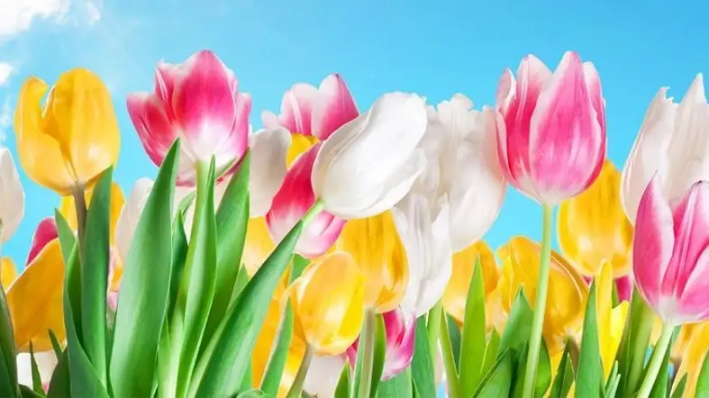 Наурыз мерекесі