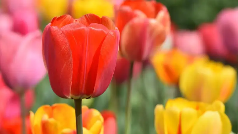 Наурыз мейрамы