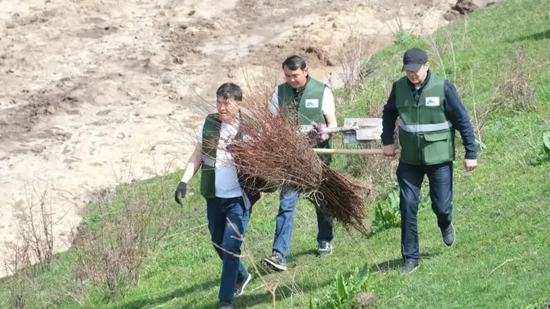Алматы тауларына 500 өрік көшеті отырғызылды