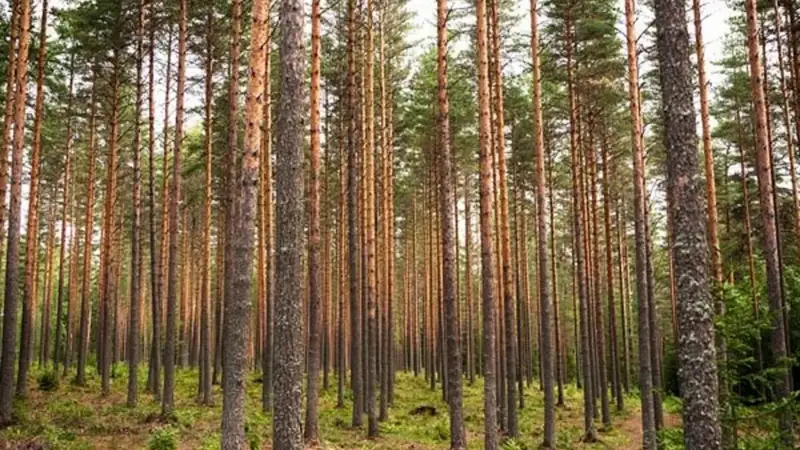 Семей орманы