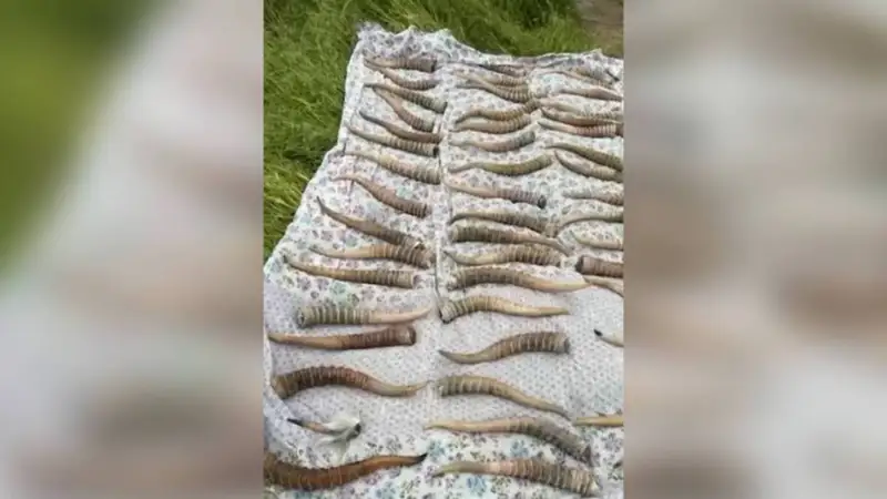 Ақбөкен мүйізі