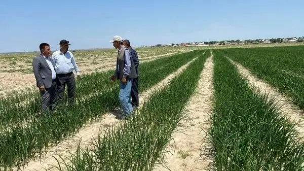 Түркістан облысының Өңірлік коммуникациялар қызметі