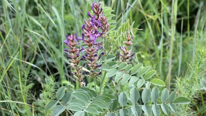 Түркістан облысының Өңірлік коммуникациялар қызметі