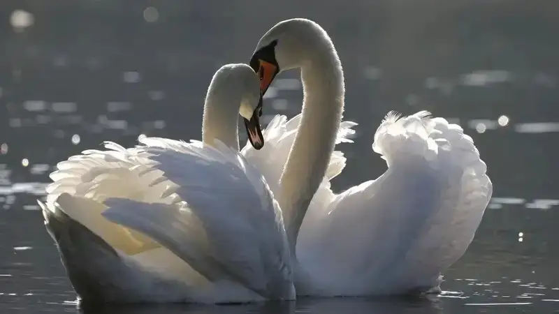 "Бурабай" паркінде Қызыл кітапқа енетін, керней айқайымен танымал сұңқылдақ аққулар жұбы бар