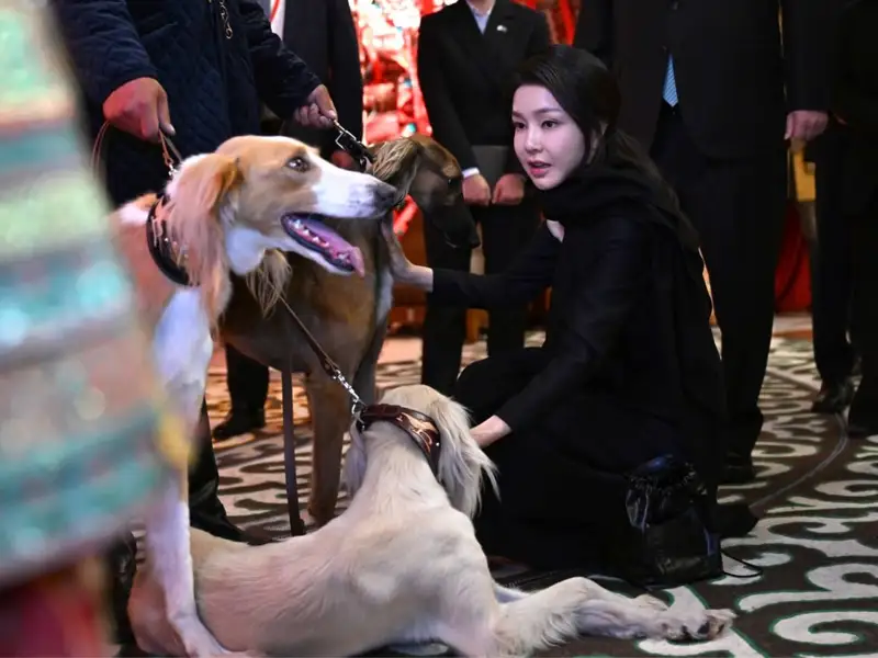 Қазақы тазы