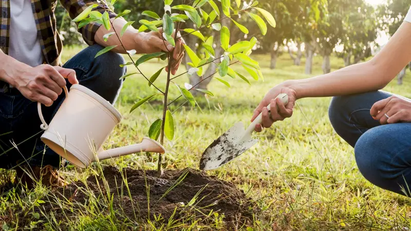 Ағаш отырғызу