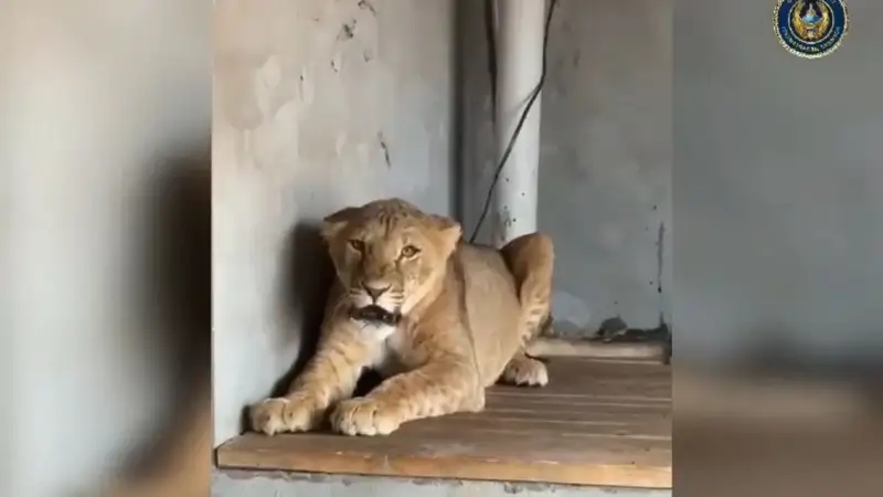 Түркістан облысының тұрғыны үйінде арыстан асыраған