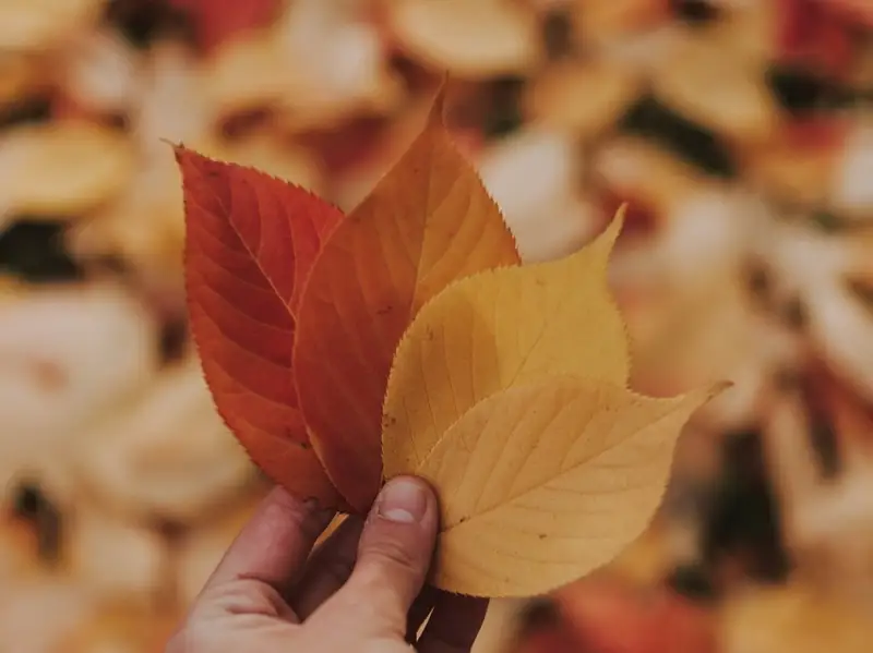 Күзгі ауа райы