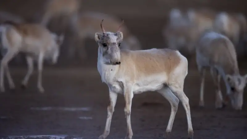 Батыс Қазақстан облысы