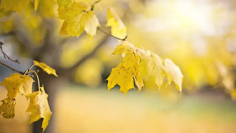 Күзгі ауа-райы