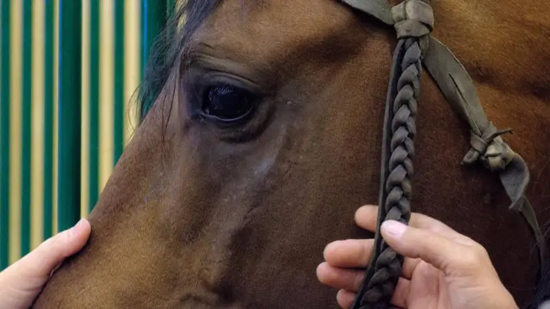 Мал шаруашылығы