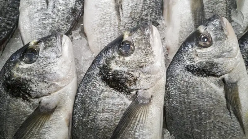 Балық шаруашылығы