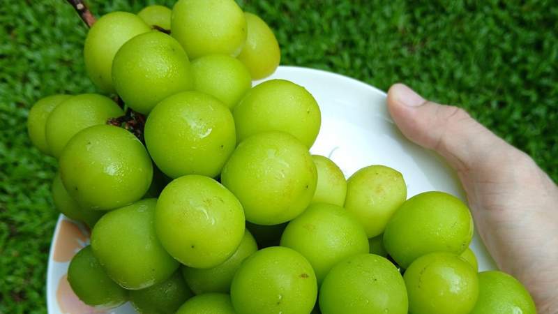 Shine Muscat