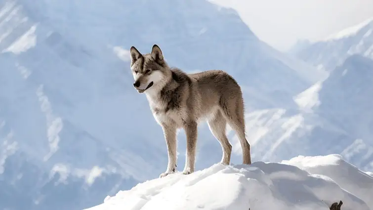 Қасқыр аулау