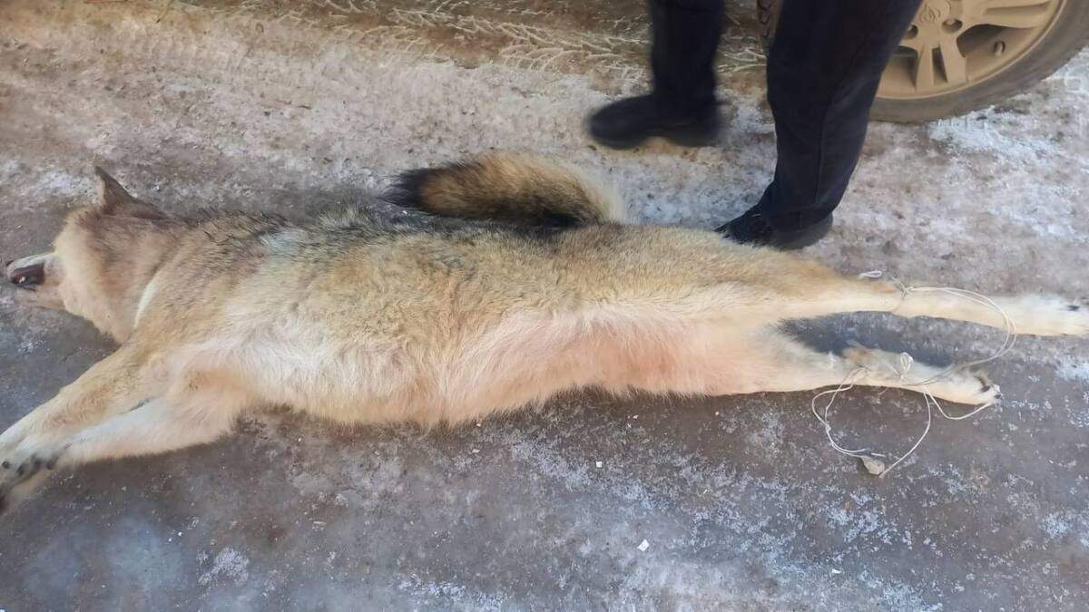 Полиция
