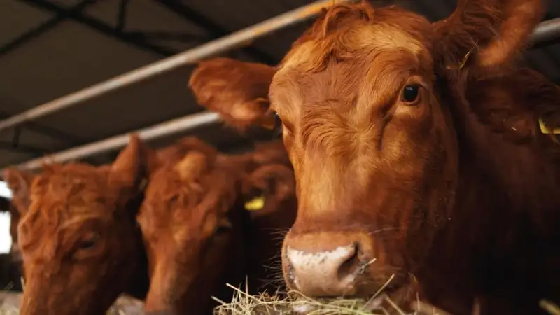 Ірі қара мал