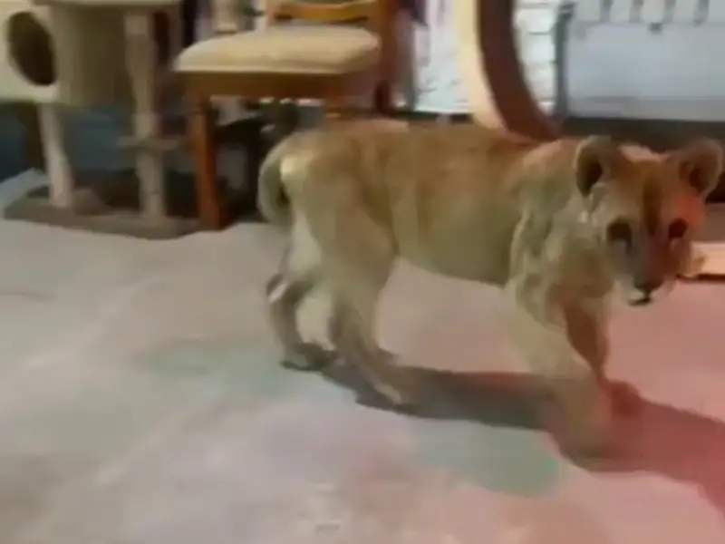 Арыстанның күшігі