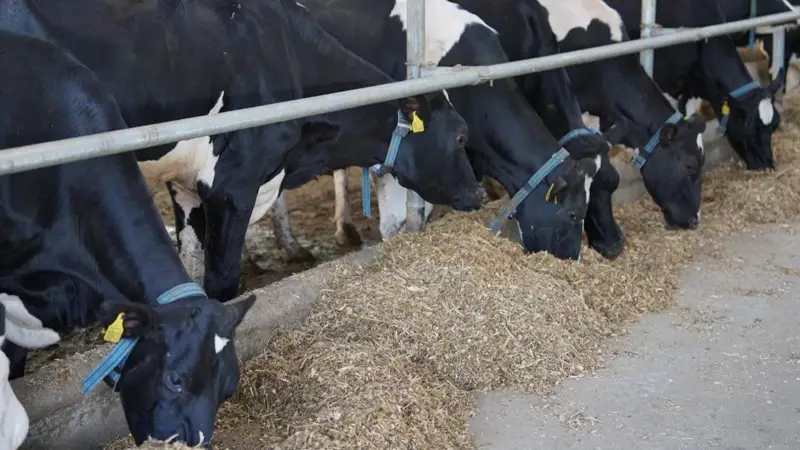 Мал шаруашылығы