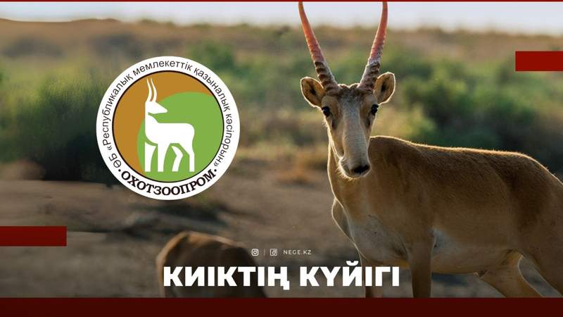 Ақбөкен